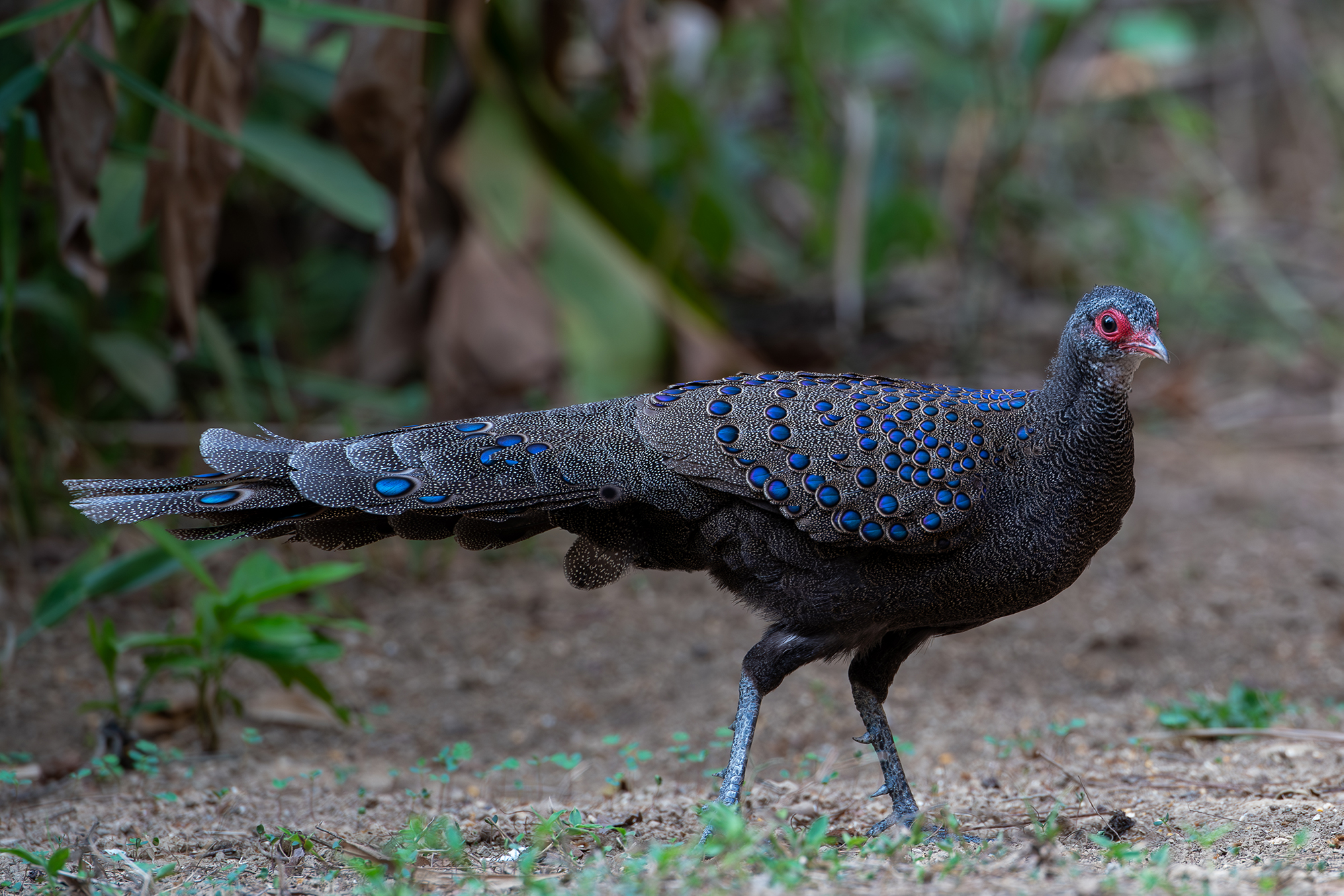 Germain's Peacock Pheasant